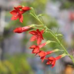 イポモプシス ルブラの花