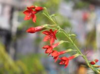 イポモプシス ルブラの花