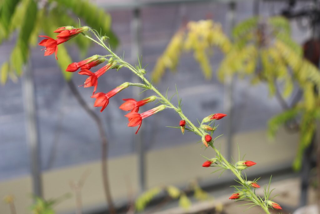 春に咲く赤色っぽい花