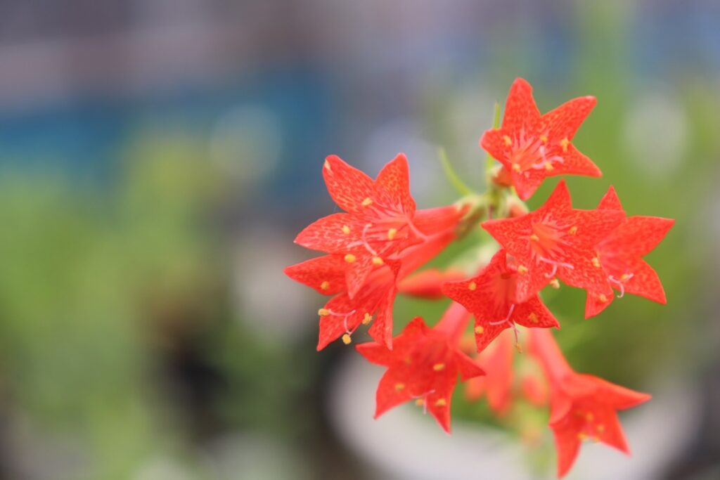 赤色の星形の花
