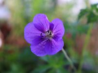 ゲラニウム オリオンの花