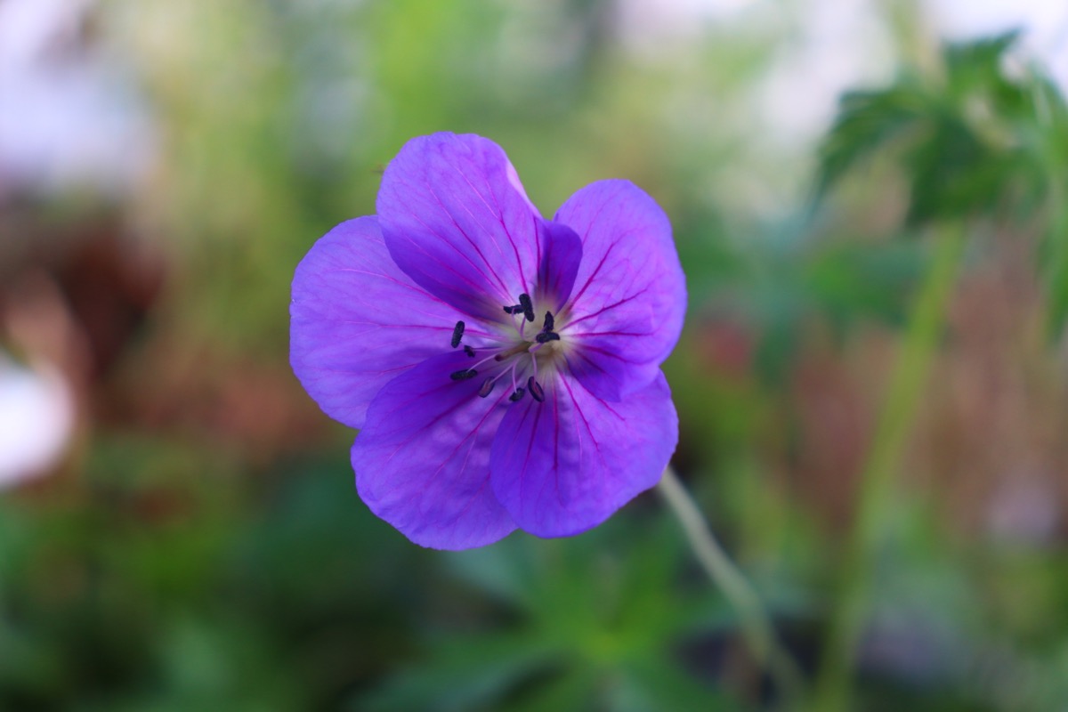 ゲラニウム オリオンの花